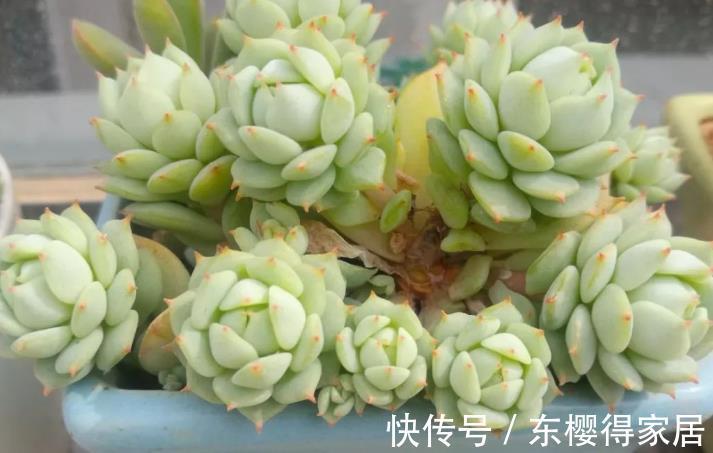 花友们|摸到“控养”多肉的门道,安全度夏,出状态全是小事