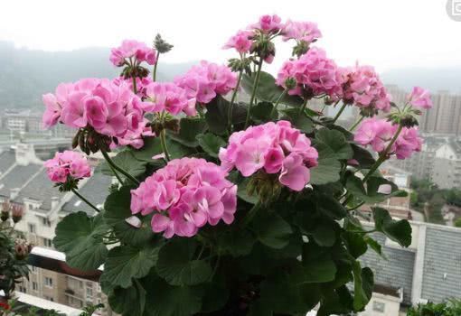 4种花养家里,夏天不怕热,冬天不怕冷,花开不断,满屋子飘香!