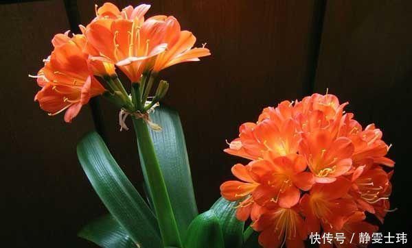 君子兰生长缓慢做好这几点，让其蹭蹭长不停