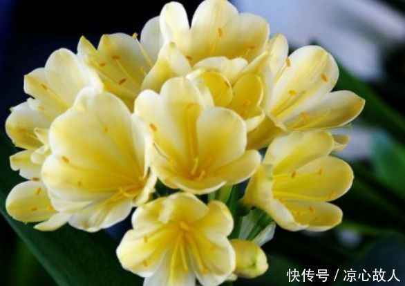 4种花很好养，耐热耐晒更耐旱，株型美观大气，优雅美观