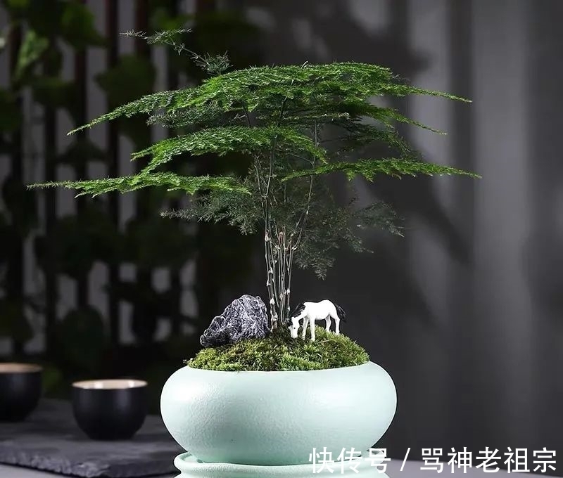 文竹早春有“四怕”,避开了才能枝繁叶茂长势旺,清新又文雅