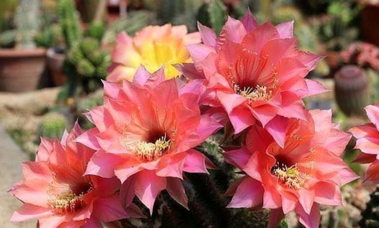 几款花卉,花大色艳胜玫瑰,开花勤还爱爆盆