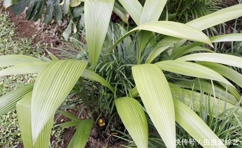  野草|农村路边常见的野草，和酒一起泡，腰不痛腿不软，远离癌症困扰