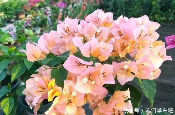 三角梅不控水依然开花爆盆，教你一个“小技巧”，开花一茬接一茬！