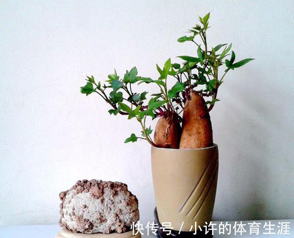 韭菜|6种青菜根,吃完不要扔,插进花盆,浇浇水,20天长成“小菜园”