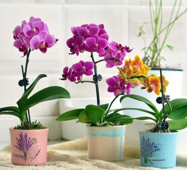 喜欢养花，就养这几款，比吊兰还好养，烂漫迷人又可爱