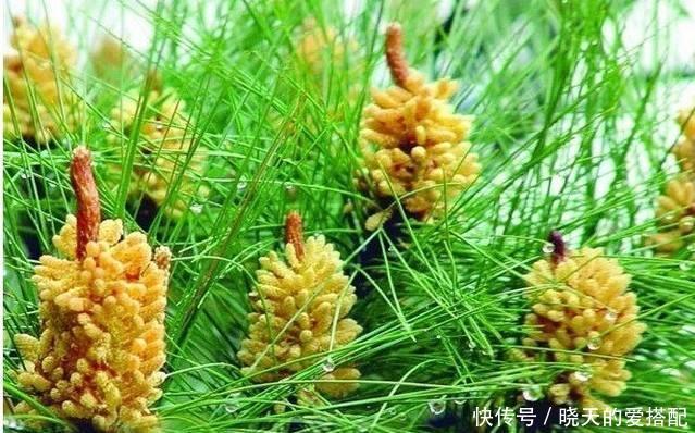 松花粉到底有啥功效 对花粉过敏的人 其实不建议食用 快资讯 松花粉到底有啥功效 对花粉过敏的人 其实不建议食用 快资讯