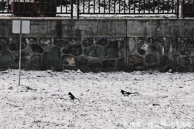 浪漫|多图预警！南大金陵今冬初雪浪漫来袭！