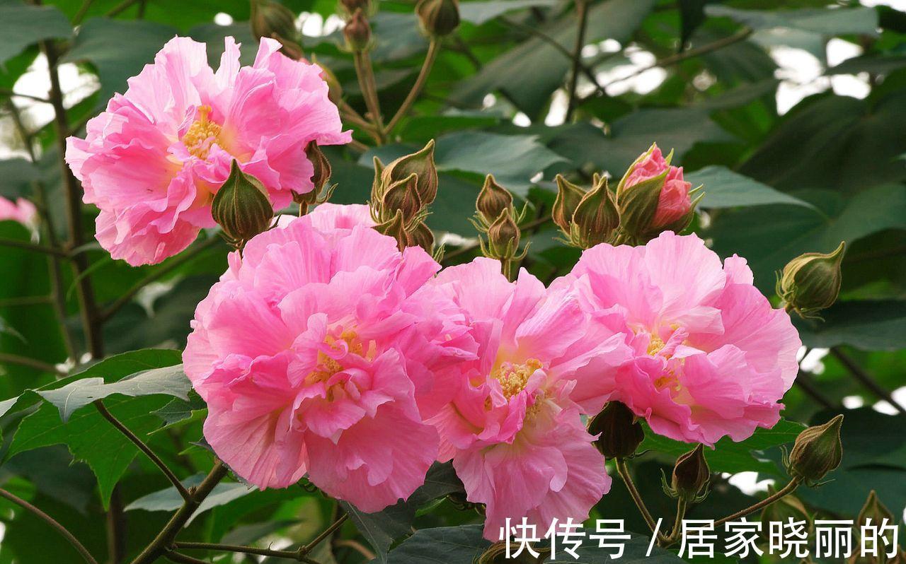 养花|养花试试这几款,深夜或者清晨,披星戴月般盛开,有淡淡的清香