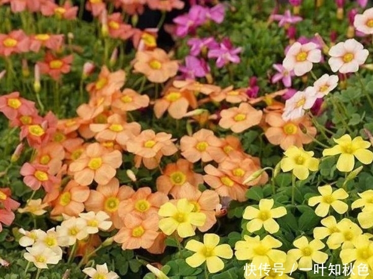 几款花卉好养易爆盆,冬季也能疯长不停,开花超漂亮的