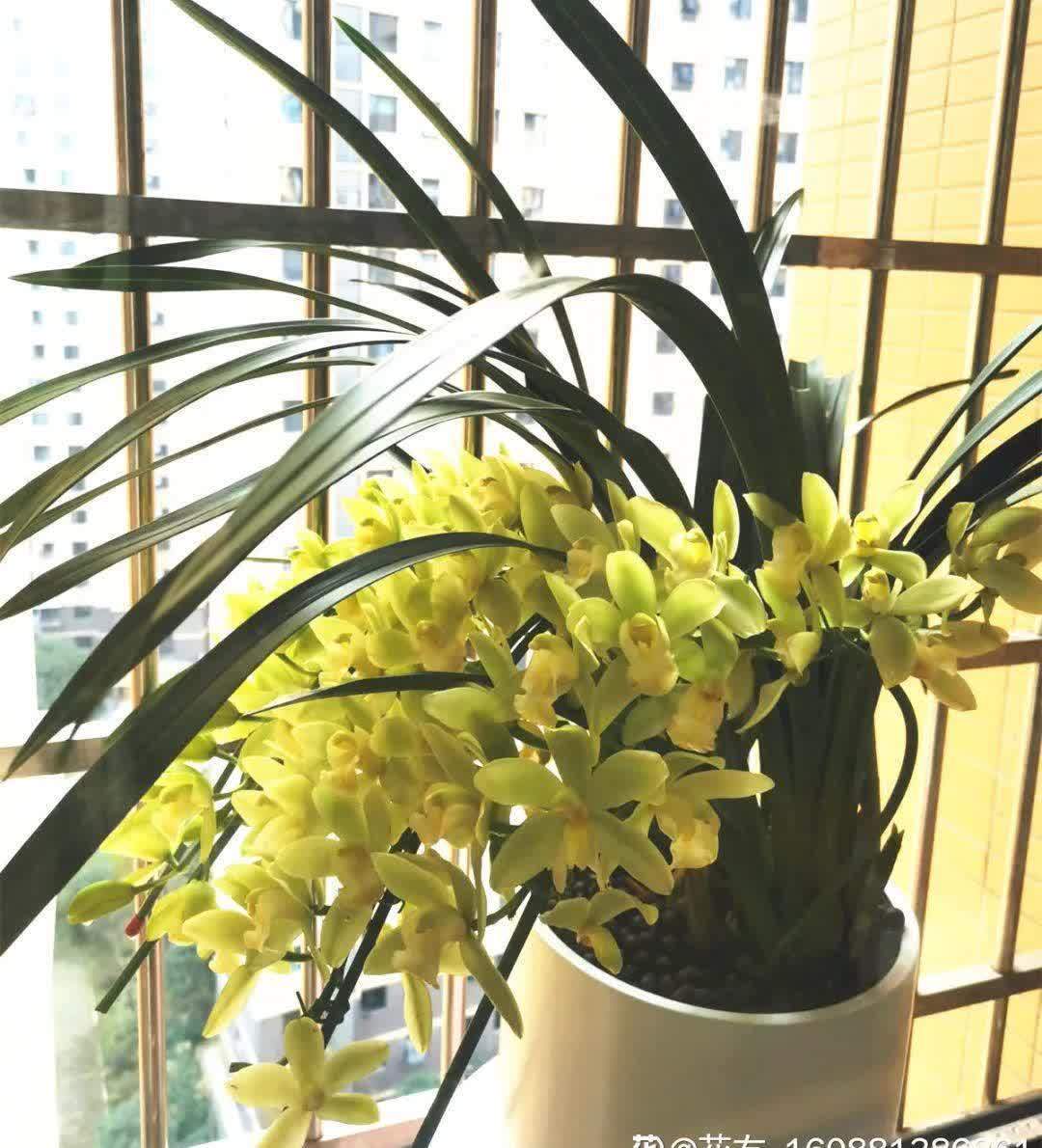 蝴蝶兰开花不是一次性,花后剪一剪,还能继续开花