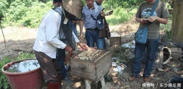 无人问津|农村山里采摘的这美味无人问津,城里人上百元一斤却被抢着买!