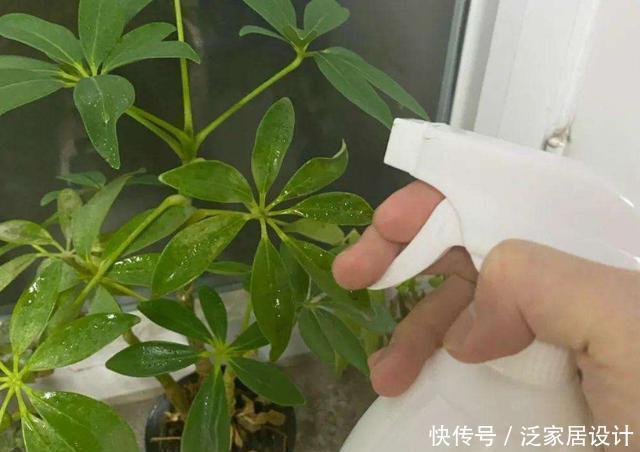 壮叶|用啤酒养花，按照4步操作，盆栽根壮叶绿长势旺，植物花多色艳