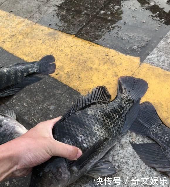 河里的“非洲鲫鱼”成灾，一两斤一条，却黑得吓人，能吃吗？