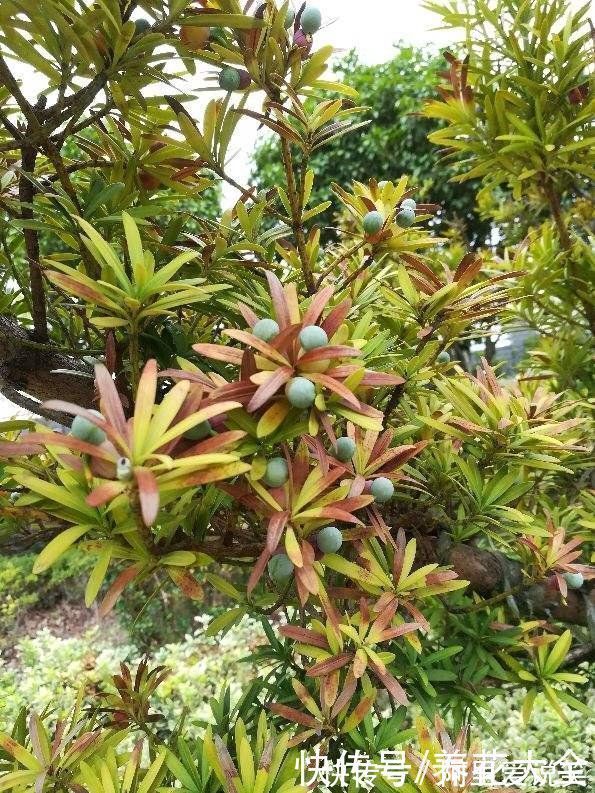 家里有老人,就养一盆罗汉松,寓意健康长寿