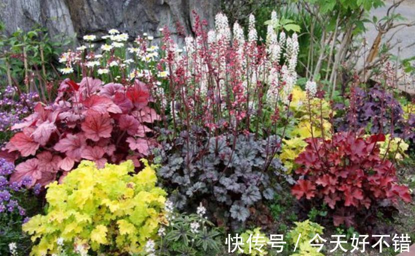 5种皮实耐寒的花卉，被称作“冻美人”，冻一冻颜色更鲜艳