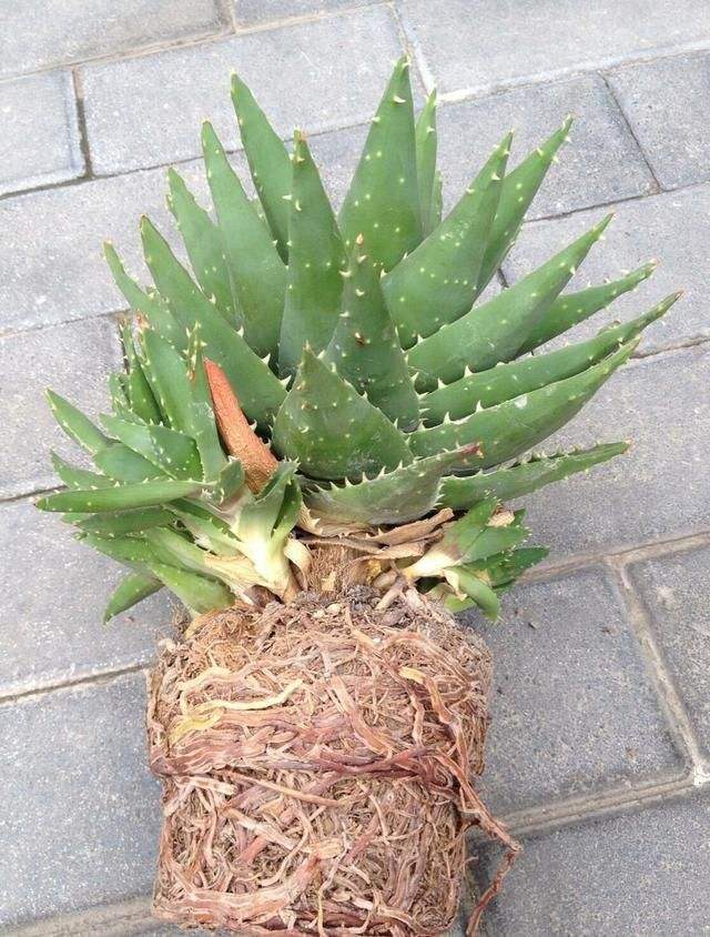 养护|养芦荟,掌握3个“方法”,几年就能养成“树”,主干胳膊粗