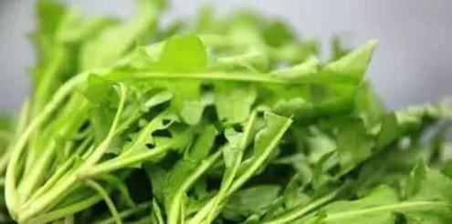 个个|7种农村常见的野菜,个个都是治病的“良药”,你吃过几个