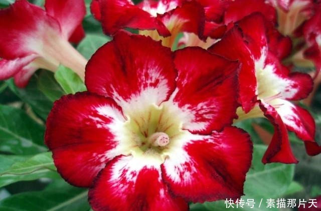 3种花适合家养,一年四季开花不断,养出一个小花园,新手也爆盆