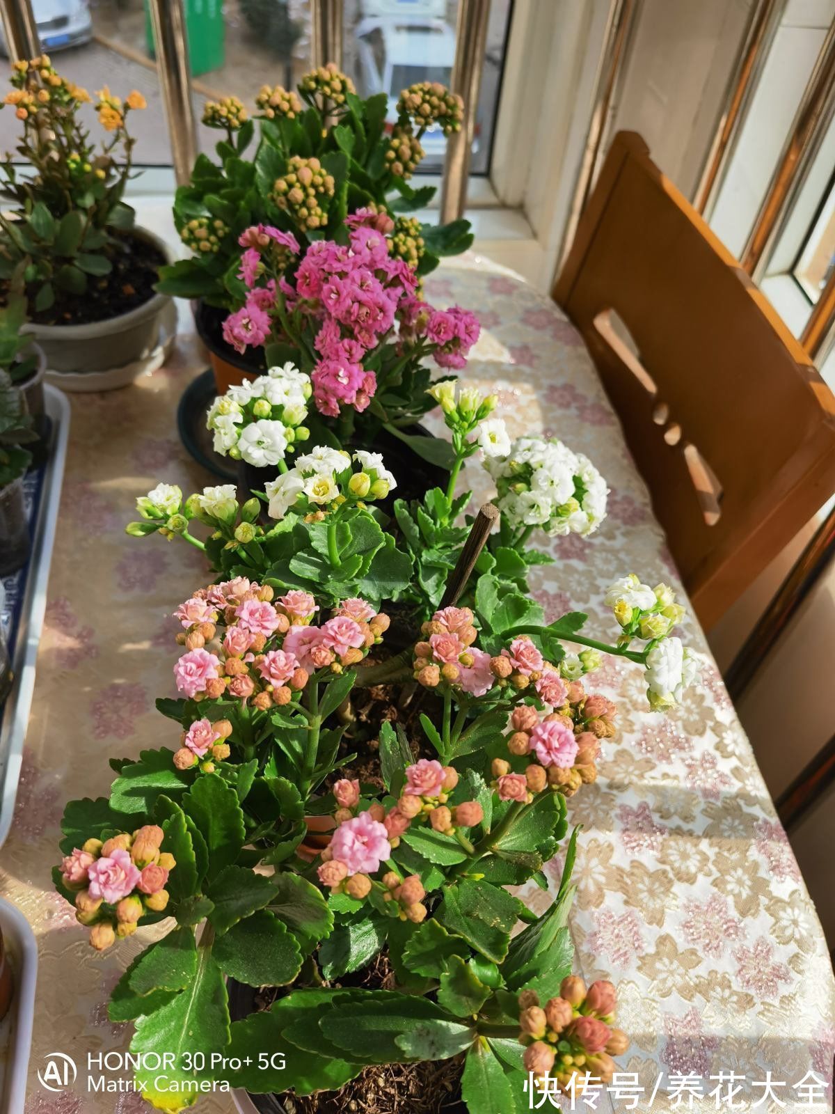 很难养死的5种花，想养死也不简单，你养死过几种？