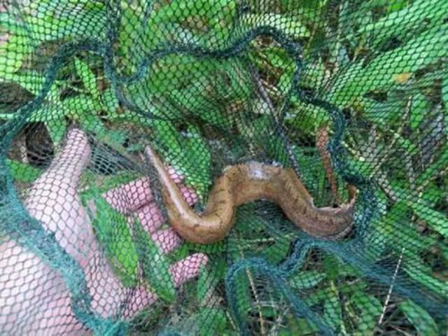 童年|童年钓鱼最怕的就是刀鳅鱼,因为它食性非常凶猛,把钩吞进肚子里