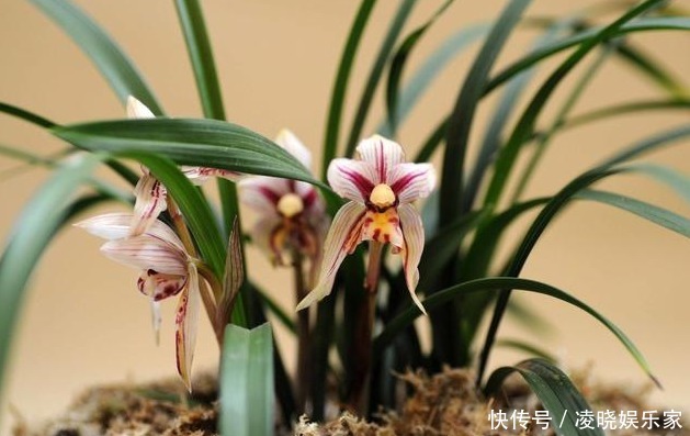 软质料|养兰花做好“4步”,叶子不干尖,生长旺盛,新芽多,开花才棒