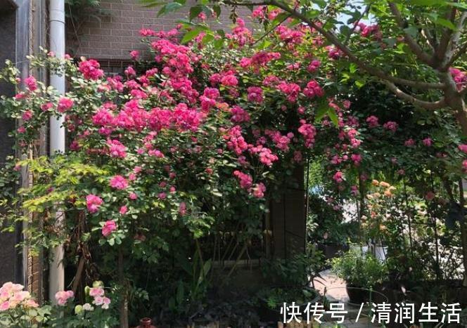 院墙|住一楼带院子的户型,做好5件事,轻松赶走潮湿