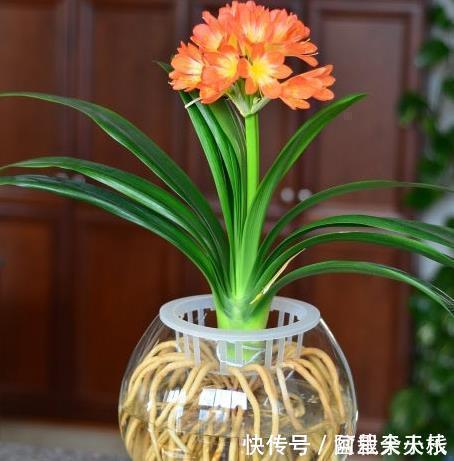 “1种水”浇君子兰,7天冒出“大白根”,30天枝叶油绿,冒花芽