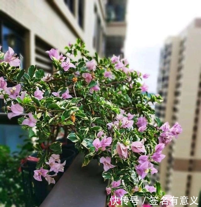 骨头|用一种废渣养三角梅,满树的花苞,开花一次接一次