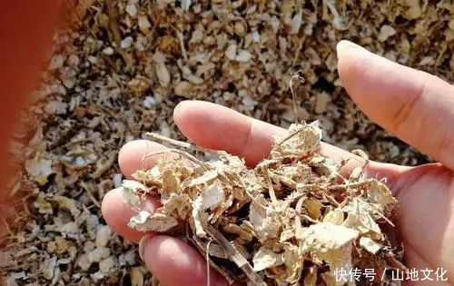 君子兰长势差,都怪盆底没有养花肥,两种料加进去呼呼长新叶开花