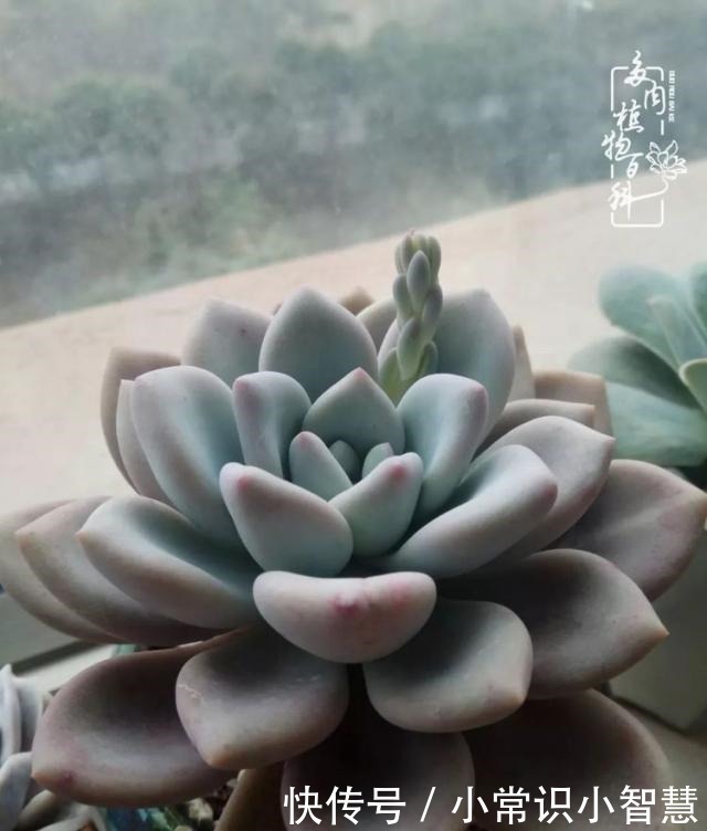 欧紫|我是多肉飘窗党，我来晚了！我是多肉飘窗党，我来晚了！