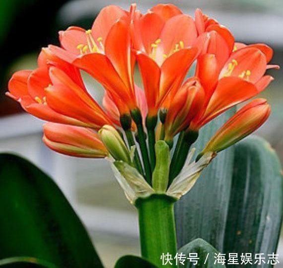 肥厚|君子兰浇水,掐准“时间”,不早不晚“刚刚好”,养出肥厚好叶片