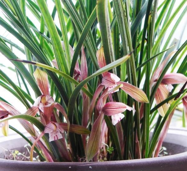 护兰花|9月兰花进入生长黄金期,牢记几个要点,长新芽开花多