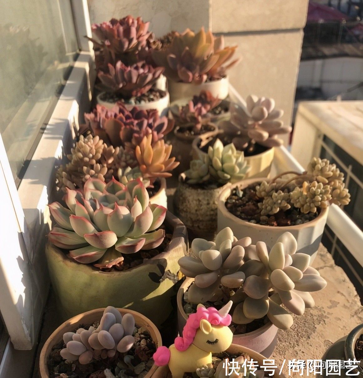 叶子褶皱|夏天的多肉,该怎么浇水?叶子都褶皱了!适当淋雨,不浇水最好