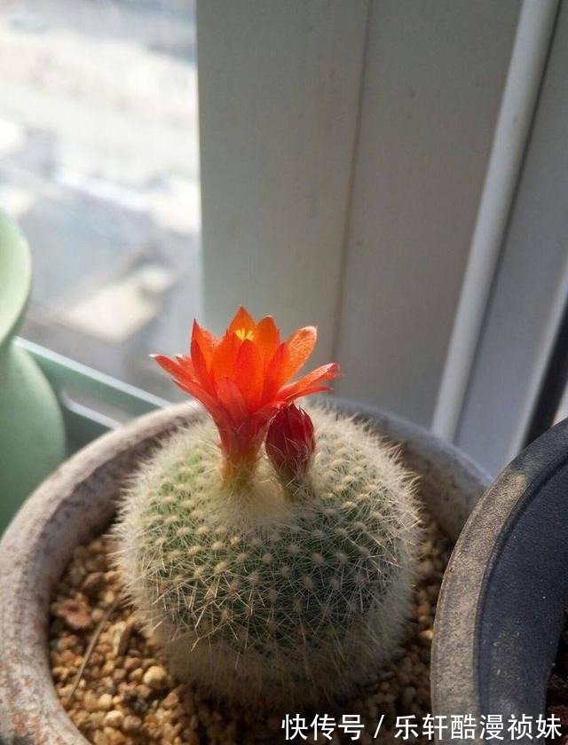 8种“洋气花”，天冷别喷水，不然黄叶、掉花苞，越养越难看