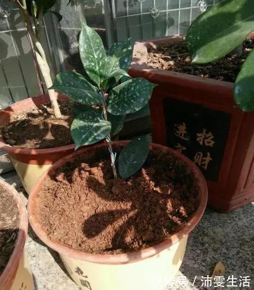 杜鹃|花盆太深真要命，长寿君子兰养1盆死1盆，赶紧换！
