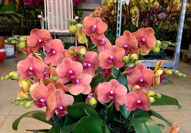 五种精巧花,好养又泼辣,耐阴又漂亮,北阳台最合适