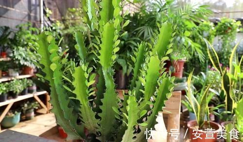 养龙骨花,掌握这几个技巧,植株长得又粗又高,极具观赏价值
