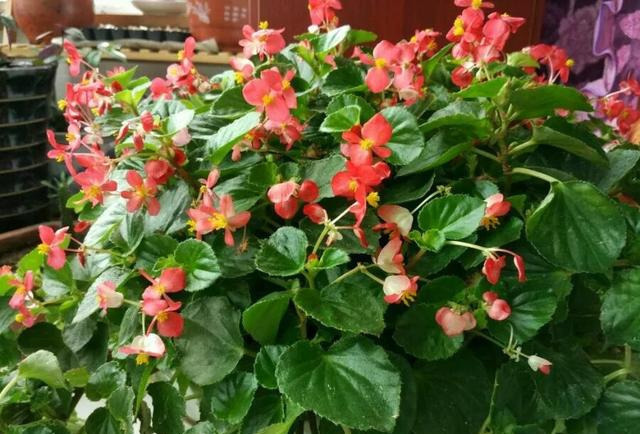 养花技巧粗生粗养也能四季开花！少养1种都觉得亏了