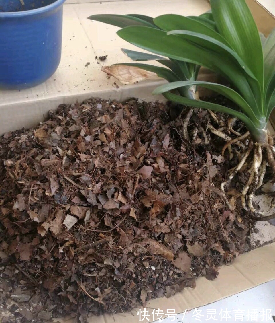 她养君子兰有3个“秘诀”，开春长满“花包子”，阳台变花园