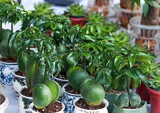 此种盆栽最好养，把种子扔水里泡开就活了，寿命长达60年！