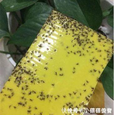 有机质|花盆满是小飞虫？不是大事，花盆撒把它，小虫死翘翘