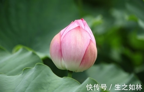 少数人|11月上旬，运势上涨，4属相桃花旺盛，生活越来越精彩