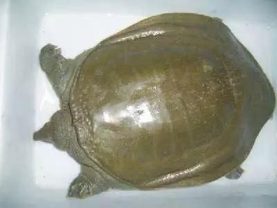 海鲜|渔民整理的海鲜大全,以后再也不怕不认识海鲜了