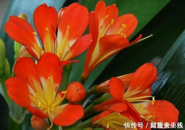 “1种水”浇君子兰,7天冒出“大白根”,30天枝叶油绿,冒花芽