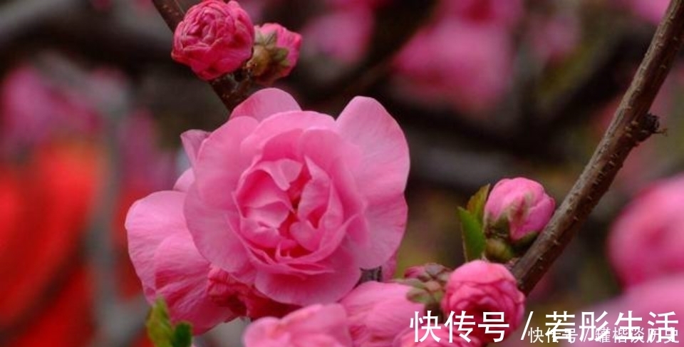 诗人&一首经典的咏梅诗，看似在赞美江南的梅花，其实是另有深意