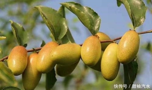 气血|冬天要多给孩子吃此果，气血足了，大便也正常了，个儿蹭蹭长