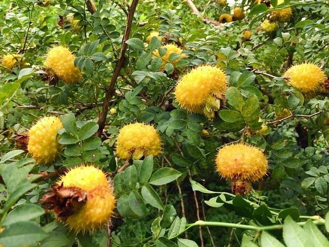 氨基酸|此种带刺野果,女人常吃可防病治病、美容养颜、增强抵抗力
