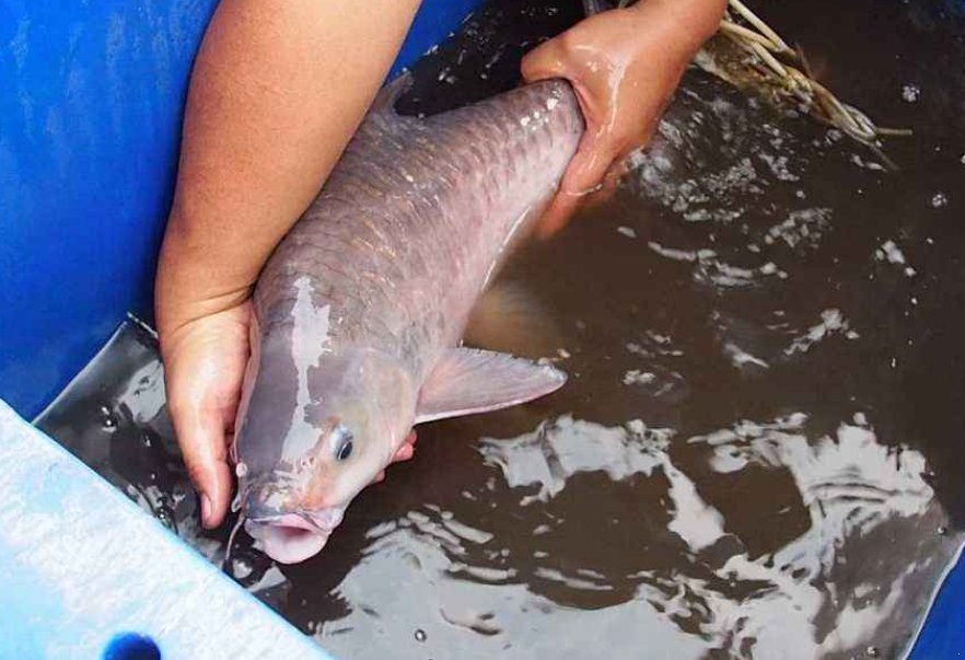 特供|亚洲最贵的“特供鱼”一口鱼肉要600元,名字在中国很霸气