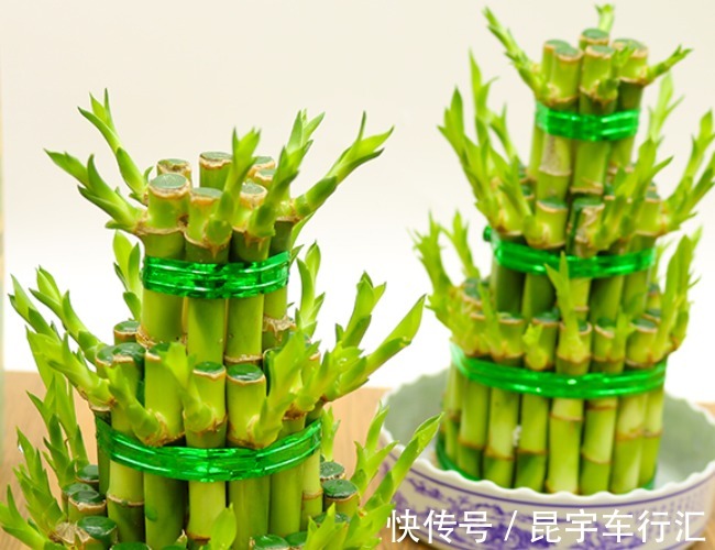 富贵竹|别管有钱没钱,八月十五5种“招财花”,大吉大利,谁看都有档次